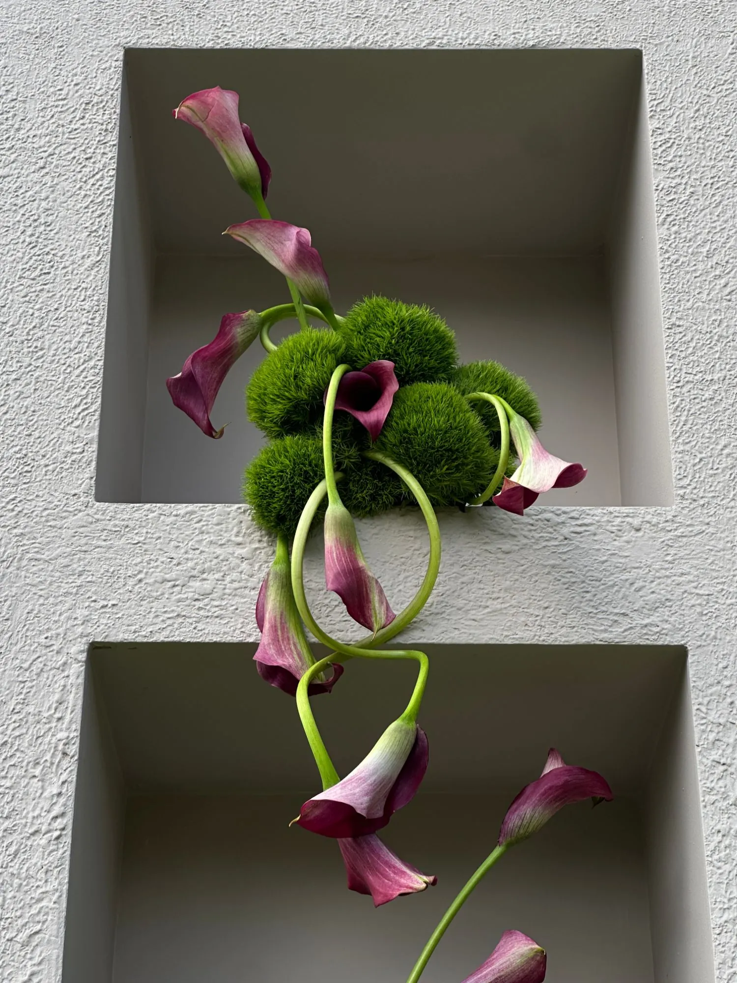 Calas y dianthus verde saliendo de un nicho en un muro texturizado
